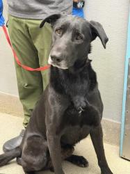 Shelter Stray Male Dog last seen Near BLOCK N 26TH ST, LAS VEGAS NV 89101, 655 N Mojave Rd, Las Vegas, NV 89101, USA