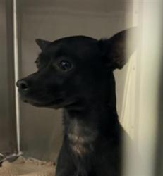 Shelter Stray Female Dog last seen Near, 5001 E Raymond St, Indianapolis, IN 46203, USA