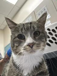 Shelter Stray Male Cat last seen Near BLOCK OF JAMES STREET, 655 N Mojave Rd, Las Vegas, NV 89101, USA