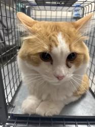 Shelter Stray Male Cat last seen RAWHIDE ST & CLYDESDALE ST, 655 N Mojave Rd, Las Vegas, NV 89101, USA