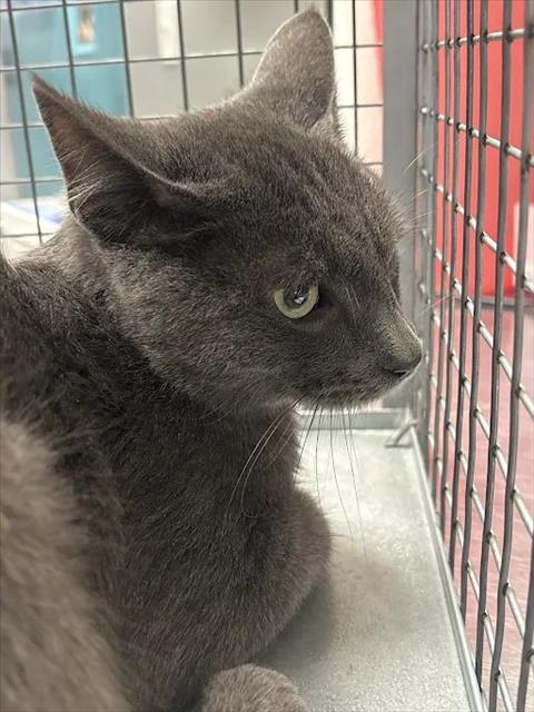 Shelter Stray Male Cat last seen Near BLOCK HARRIS AVE, LAS VEGAS NV 89110, 655 N Mojave Rd, Las Vegas, NV 89101, USA