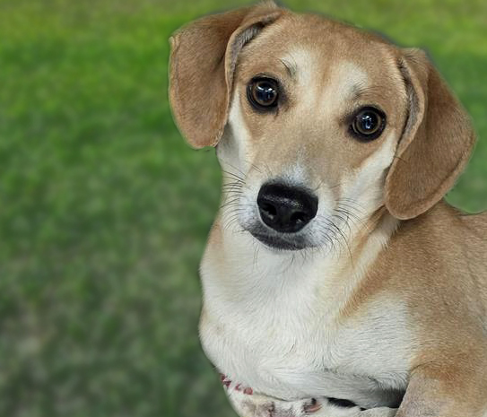 Shelter Stray Male Dog last seen , 4000 N Silverbell Rd, Tucson, AZ 85745, USA