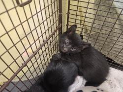 Shelter Stray Female Cat last seen , 4000 N Silverbell Rd, Tucson, AZ 85745, USA