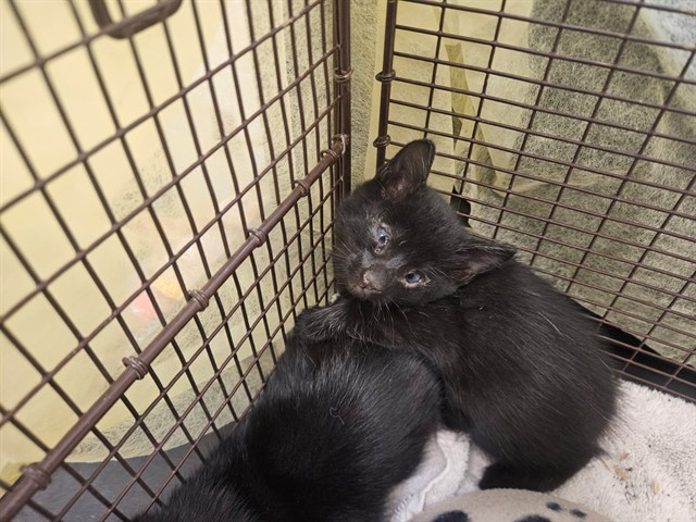 Shelter Stray Female Cat last seen , 4000 N Silverbell Rd, Tucson, AZ 85745, USA