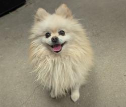 Shelter Stray Male Dog last seen , 4000 N Silverbell Rd, Tucson, AZ 85745, USA