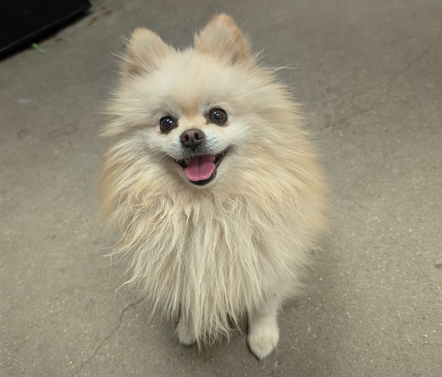 Shelter Stray Male Dog last seen , 4000 N Silverbell Rd, Tucson, AZ 85745, USA