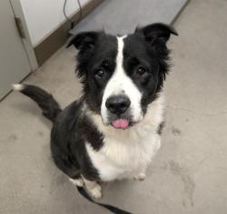 Shelter Stray Female Dog last seen , 4000 N Silverbell Rd, Tucson, AZ 85745, USA