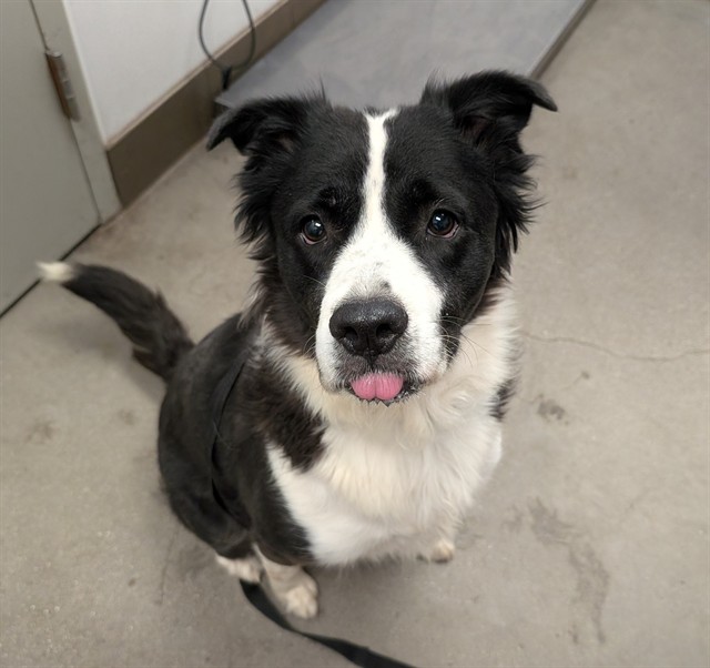 Shelter Stray Female Dog last seen , 4000 N Silverbell Rd, Tucson, AZ 85745, USA
