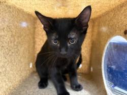 Shelter Stray Male Cat last seen Near BLOCK FREDERICK ST, COACHELLA CA 92236, 72050 Pet Land Pl, Thousand Palms, CA 92276, USA