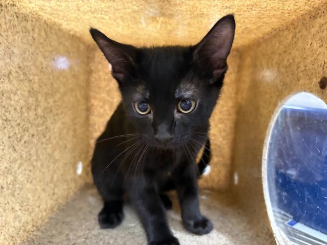 Shelter Stray Male Cat last seen Near BLOCK FREDERICK ST, COACHELLA CA 92236, 72050 Pet Land Pl, Thousand Palms, CA 92276, USA