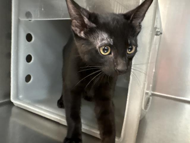 Shelter Stray Male Cat last seen Near BLOCK FREDERICK ST, COACHELLA CA 92236, 72050 Pet Land Pl, Thousand Palms, CA 92276, USA