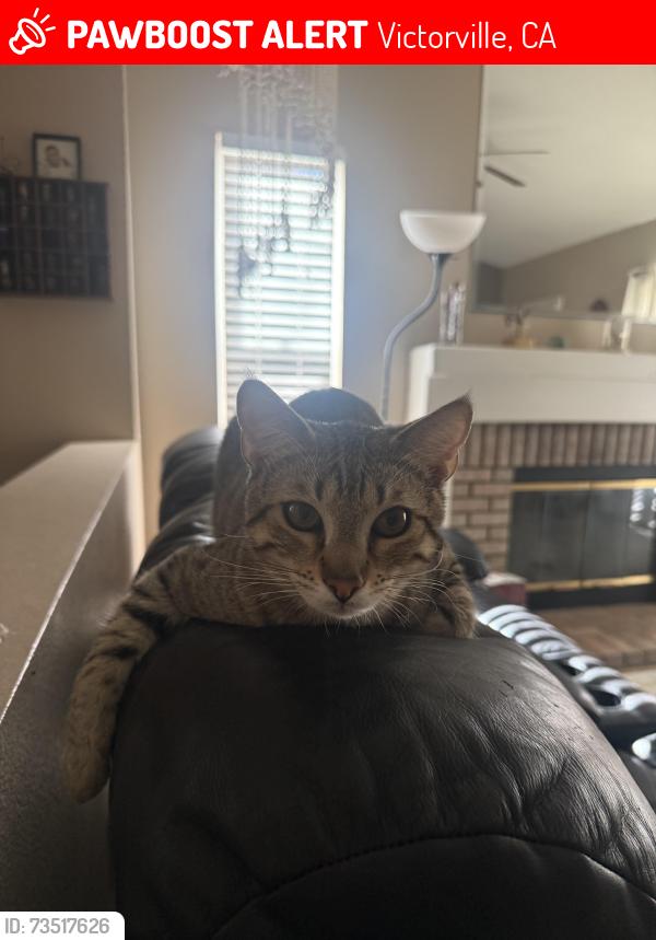 Lost Male Cat last seen Near del amo way, Victorville, CA 92392