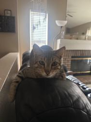 Lost Male Cat last seen Near del amo way, Victorville, CA 92392