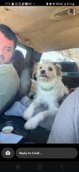 Lost Male Dog last seen Calle jules and bobier, Vista, CA 92084