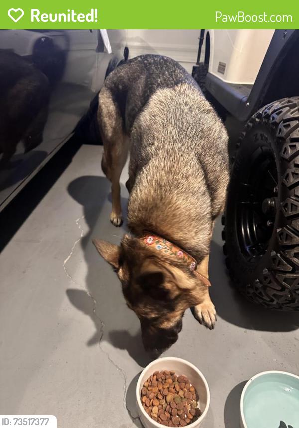 Reunited Female Dog last seen By Horizon elementary, Kent, WA 98042