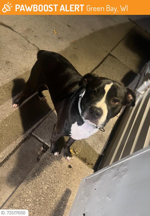 Found/Stray Unknown Dog last seen in driveway, Green Bay, WI 54304