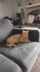 Reunited Male Cat last seen Trinity and raiders/Harston woods Dr., Fort Worth, TX 76040