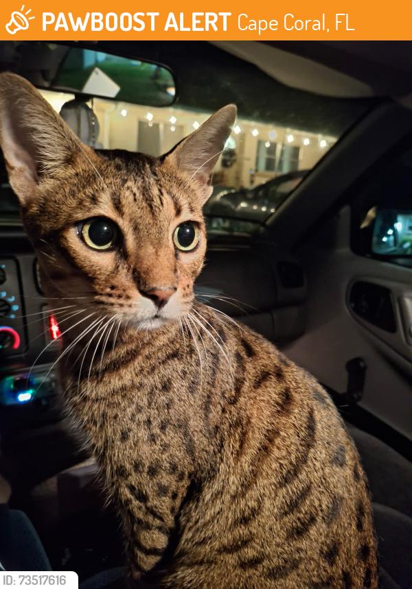 Found/Stray Male Cat last seen Down my street, Cape Coral, FL 33991