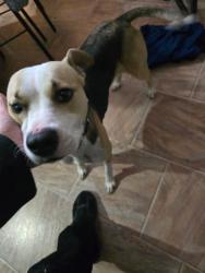 Found/Stray Female Dog last seen 108th & Colorado, Thornton, CO 80233