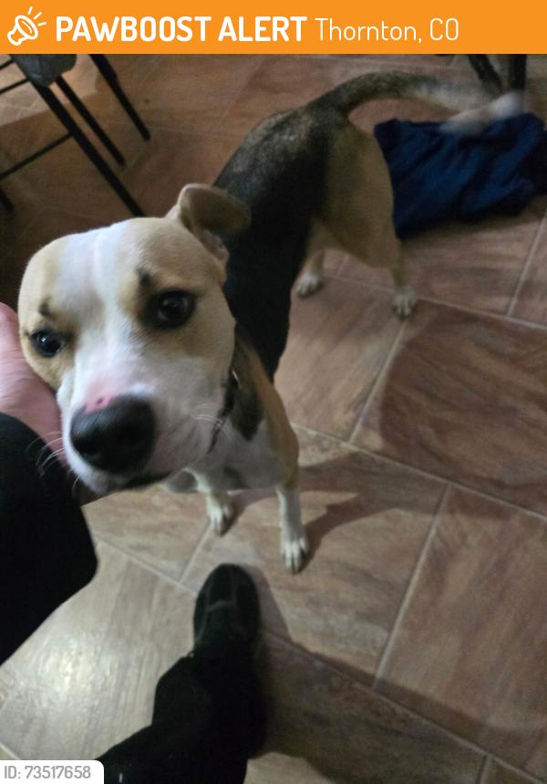 Found/Stray Female Dog last seen 108th & Colorado, Thornton, CO 80233