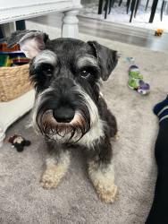 Lost Male Dog last seen Royalwood/Imperial Forest, Houston, TX 77049
