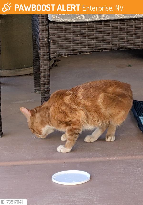 Found/Stray Male Cat last seen Silverado Ranch Blvd @ Spencer, Enterprise, NV 89183