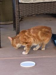 Found/Stray Male Cat last seen Silverado Ranch Blvd @ Spencer, Enterprise, NV 89183