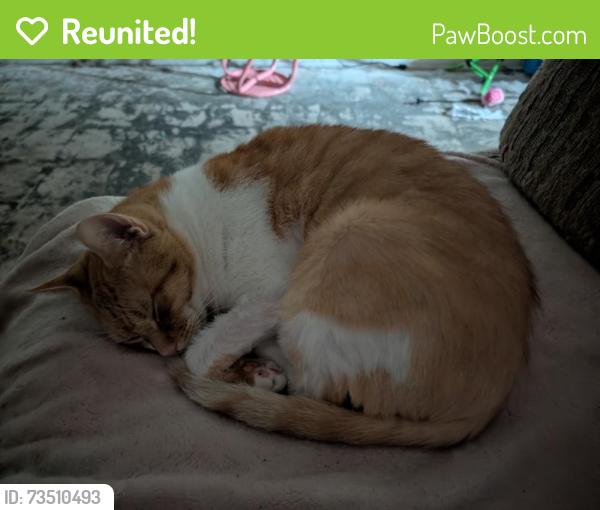 Reunited Male Cat last seen Near Shrineview dr, Syracuse, NY 13219