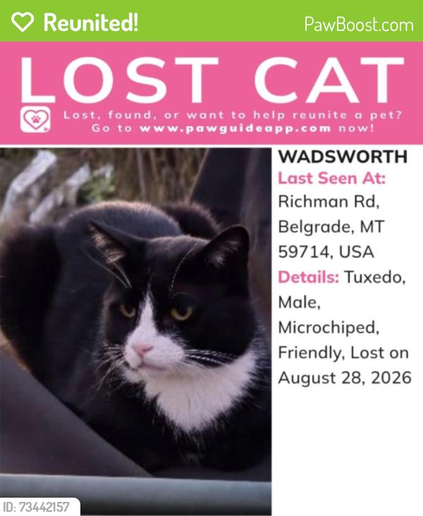 Reunited Male Cat last seen Richman Rd & Emerald Ln, Belgrade, Gallatin County, MT 59714