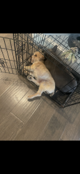 Lost Male Dog last seen Garth, Baytown, TX 77521
