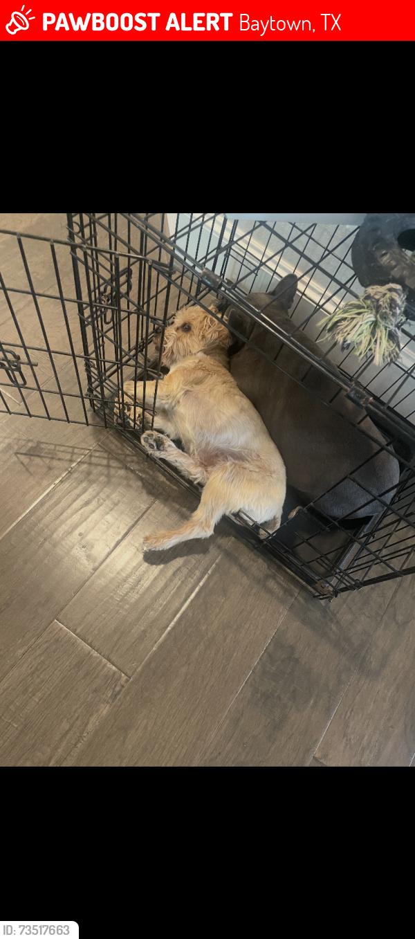 Lost Male Dog last seen Garth, Baytown, TX 77521