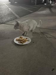 Found/Stray Unknown Cat last seen Sahara and decatur, Las Vegas, NV 89102