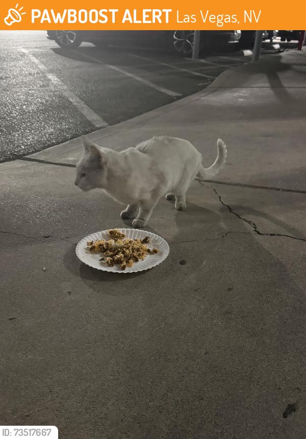 Found/Stray Unknown Cat last seen Sahara and decatur, Las Vegas, NV 89102