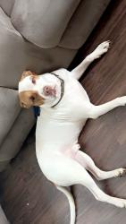 Lost Male Dog last seen Baldcypress and Beltline, Dallas, TX 75253