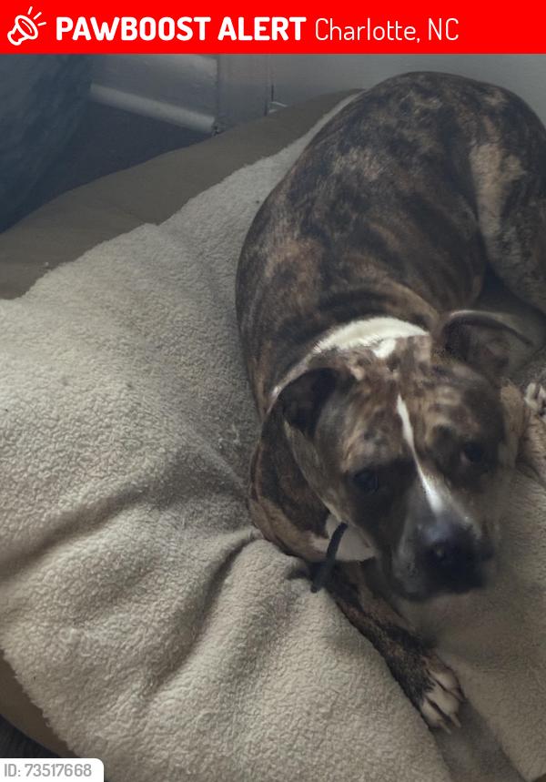 Lost Female Dog last seen Shamrock, Charlotte, NC 28205