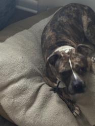 Lost Female Dog last seen Shamrock, Charlotte, NC 28205