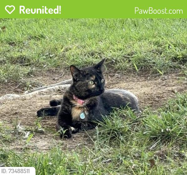 Reunited Female Cat last seen Highwater and Colina Dr, Villa Hills, KY 41017