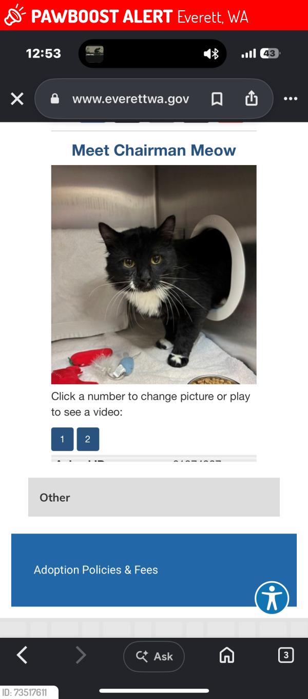 Lost Male Cat last seen 3rd Ave SE & Everett mall way by fultons crossing, Everett, WA 98208