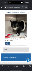 Lost Male Cat last seen 3rd Ave SE & Everett mall way by fultons crossing, Everett, WA 98208
