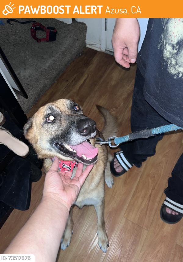 Found/Stray Female Dog last seen Woodcroft and cerritos, Azusa, CA 91702