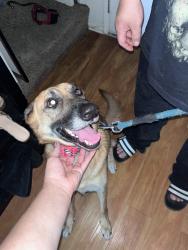 Found/Stray Female Dog last seen Woodcroft and cerritos, Azusa, CA 91702
