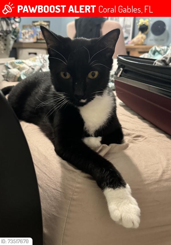 Lost Unknown Cat last seen Navarre Ave, Coral Gables, FL 33134