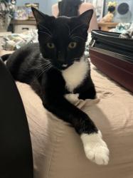 Lost Unknown Cat last seen Navarre Ave, Coral Gables, FL 33134