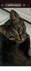 Lost Male Cat last seen Barry ave, Chicago, IL 60641