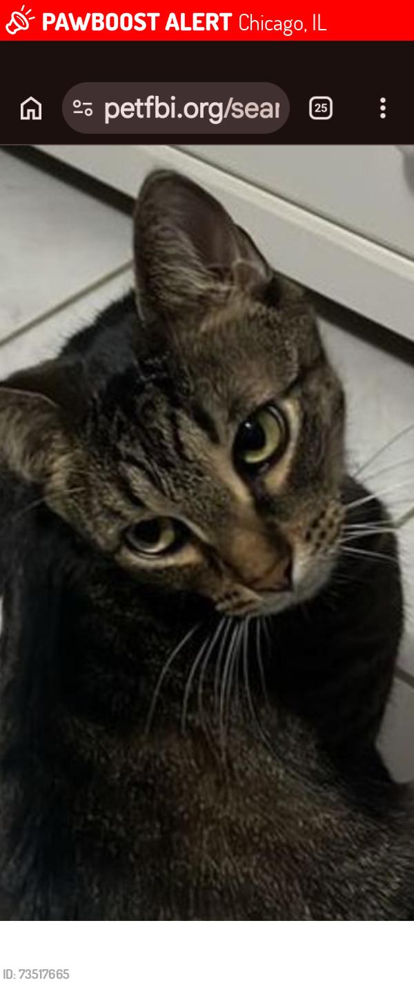 Lost Male Cat last seen Barry ave, Chicago, IL 60641