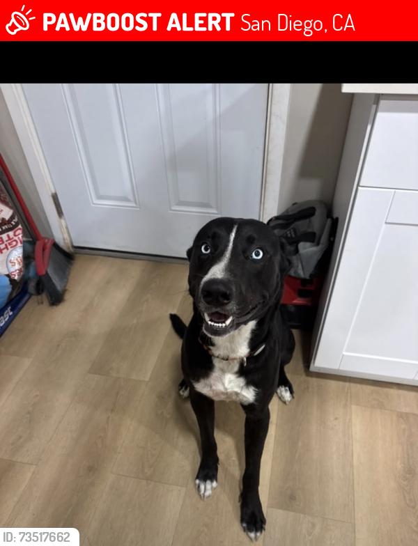 Lost Male Dog last seen Logan St., San Diego, CA 92113
