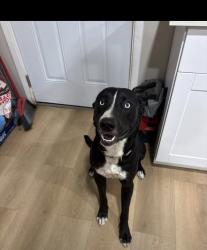 Lost Male Dog last seen Logan St., San Diego, CA 92113