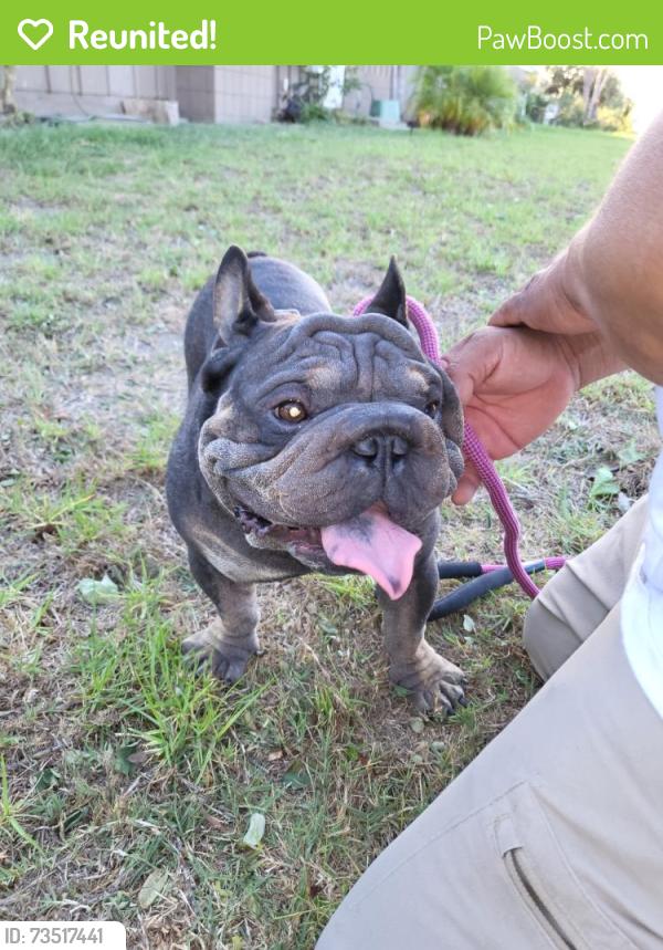 Reunited Male Dog last seen Near Fremont School, Oxnard, CA 93030