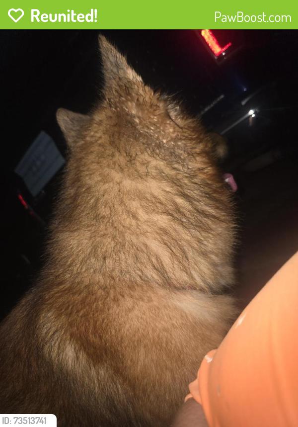 Reunited Unknown Dog last seen Brynn marr rd, Jacksonville, NC 28546