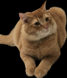 Lost Male Cat last seen Lucas St. & Maria Ave., Cerritos, CA 90703
